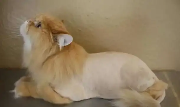Стрижка кошек, фотография 2