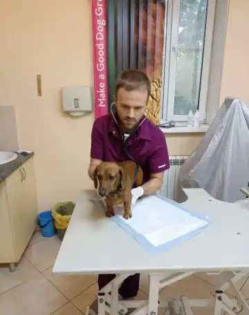 Ветеринарный врач кардиолог, УЗИ, фотография 1