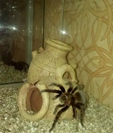 Паук Brachypelma vagans, фотография 3