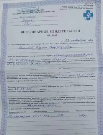 аргентинский дог, фотография 11