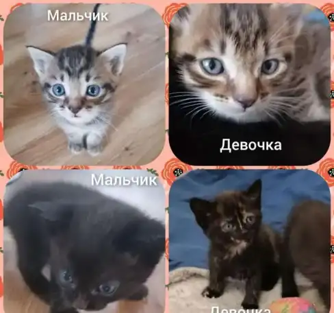 Пушистое счастье в дом, фотография 11