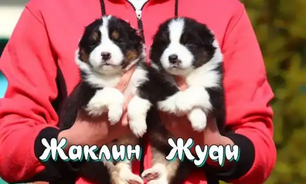 Щенки самой умной собаки Аусси ( Австралийская овчарка)., фотография 4