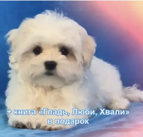 100% породистые, статусные щенки мальтезе из клуба Аэлит., фотография 9