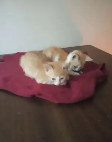 Котята от домашней кошечки, фотография 2