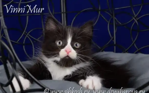 Сибирские котята, фотография 2