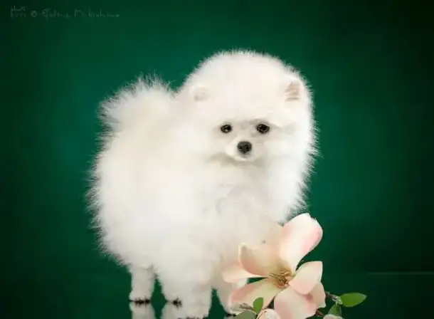 Шпиц, фотография 1