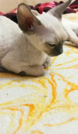Котята Девон рекс., фотография 3