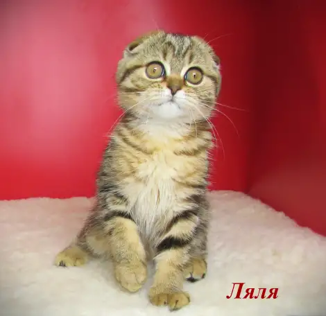 Шотландские котята из питомника, фотография 1