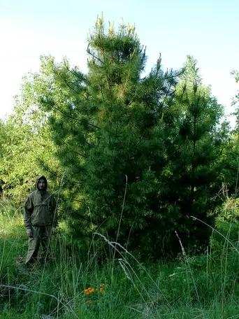 Рассада, саженцы, кустарники, деревья 24kedr.ru деревья (крупномер), кедр сибирский, экстра класс,, фотография 1