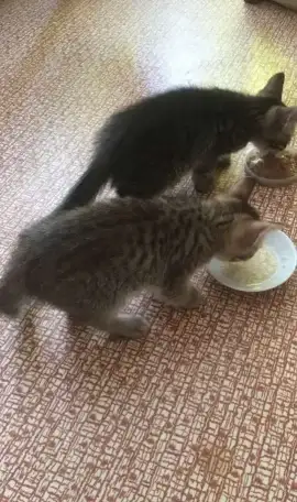 Котенок ждёт добрых и ответственных хозяев, фотография 8