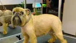 Стрижка собак и кошек с выездом на дом, фотография 3