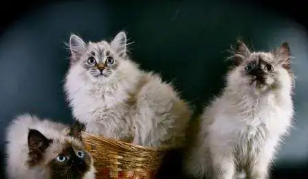 невские маскарадные котята, фотография 3