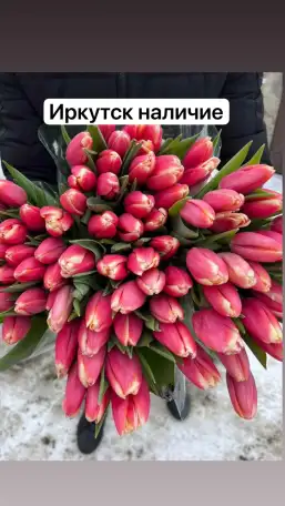 Тюльпаны оптом, фотография 7