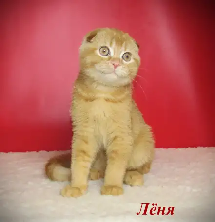 Шотландские котята из питомника, фотография 8