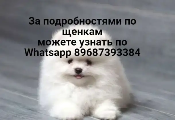 Шпиц померанец белого цвета без документов, фотография 1