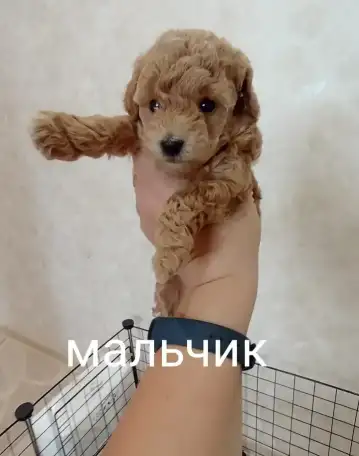 Карликовый пудель, фотография 1