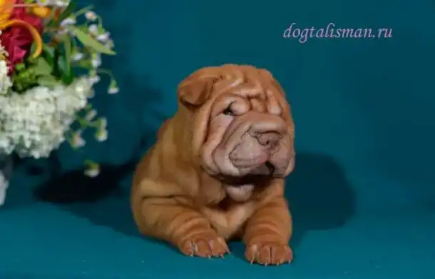 Щеночки Шарпея, фотография 1
