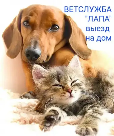Ветеринар на дом Ветслужба ЛАПА, фотография 1