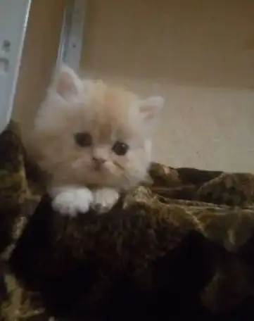 Котята экзотические, фотография 4