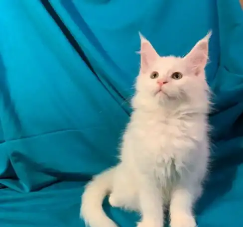 Котята МЕЙН-КУН, фотография 6