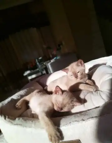 Котята европейской бурмы доступны , готовы к переезду., фотография 3