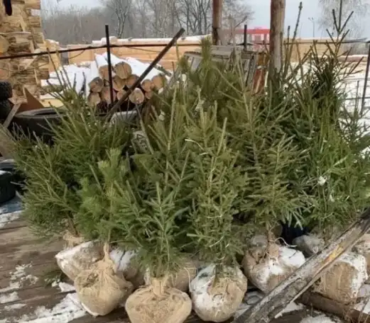 Саженцы из Питомника в Самаре., фотография 2