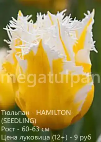 Луковицы тюльпанов оптом, фотография 1