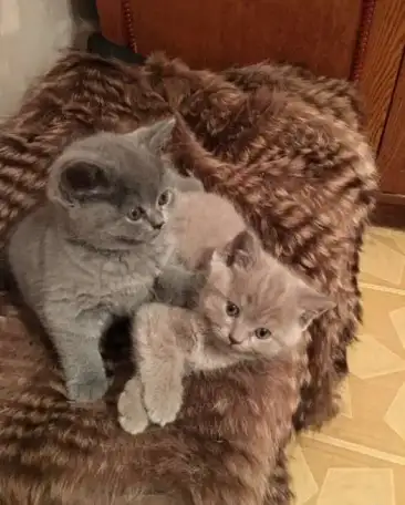 Без кота и жизнь не та.., фотография 9