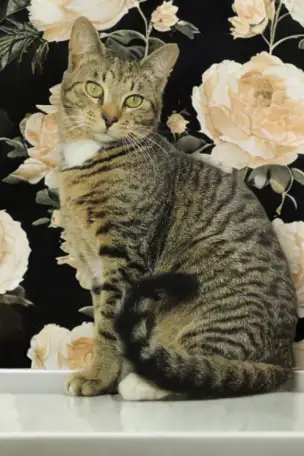 Прекрасный полосатый кот, фотография 4