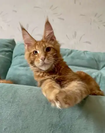 Котята породы мейн-кун, фотография 1