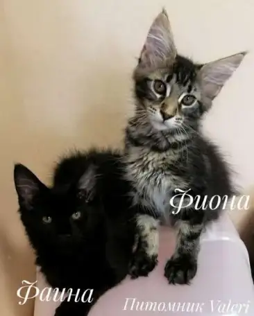 котята Мейн-куна, фотография 3