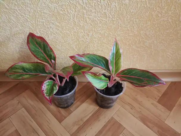 Аглаонема Крит молоденькие кустики  любой на выбор!, фотография 2