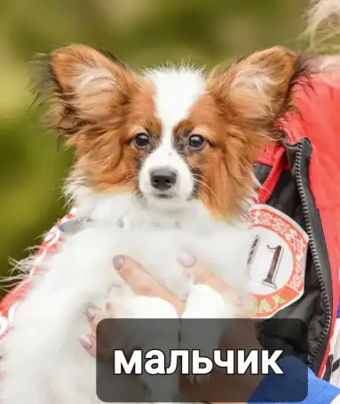 Щенки папильона, фотография 2