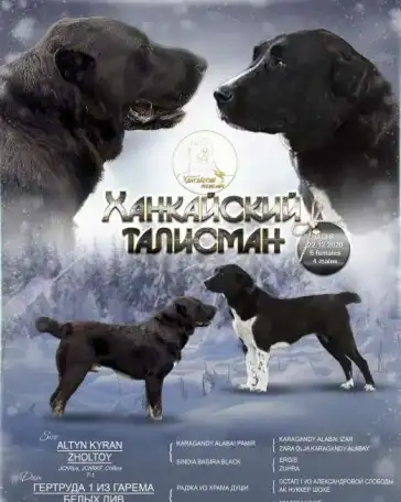 Щенки среднеазиатской овчарки (САО, алабай), фотография 1