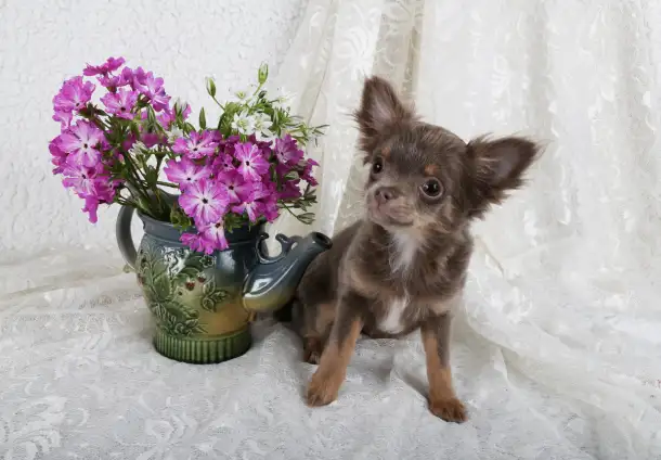 Чихуахуа щенки продажа, фотография 6