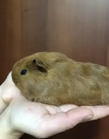 Морские свинки, фотография 4