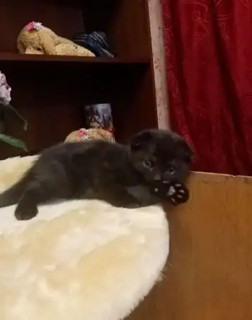 Продам котят, фотография 2