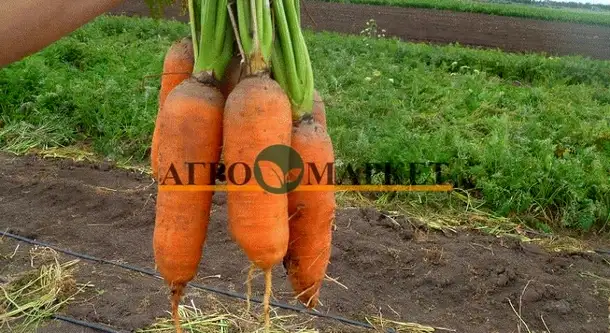 Морковь абако f1 1,6-1,8 (1 000 000 семян) seminis, фотография 3