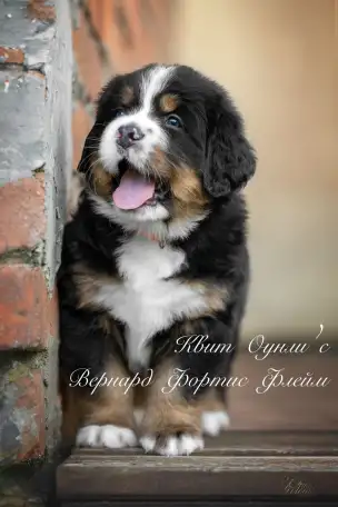 Продаются щенки Бернского зенненхунда, фотография 1