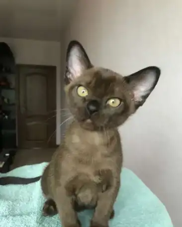 Продам Бурманские котята, фотография 4