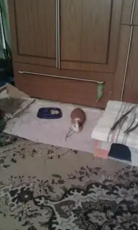 Отдам в добрые руки, фотография 4