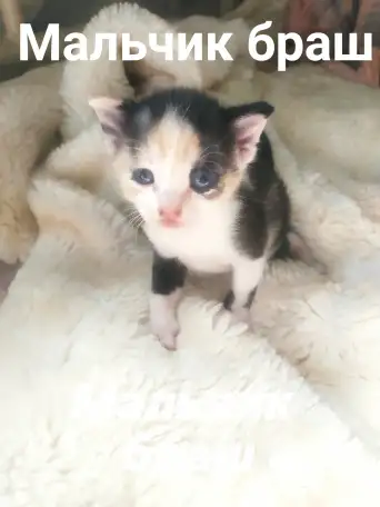 Котята Донского сфинкса, фотография 2