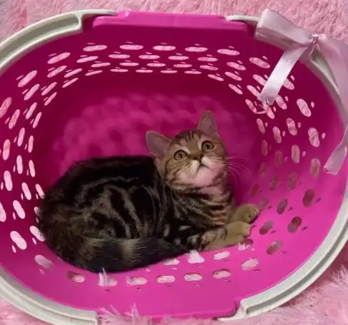 Британские котята, фотография 1