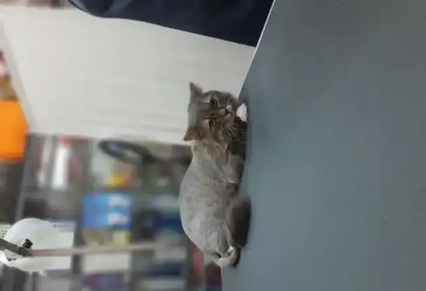 Стрижка котов и кошек любой агрессивности без наркоза, фотография 1