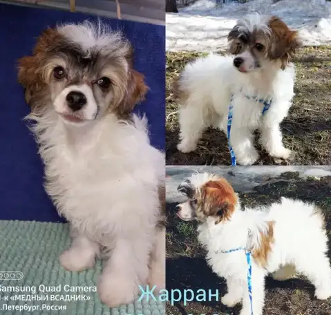 Китайская хохлатая собачка, фотография 1