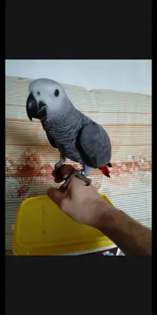 Попугаи жако птенцы, фотография 3