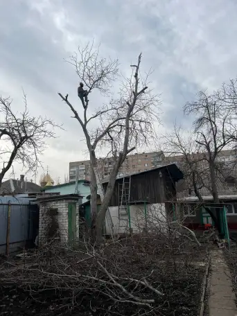 Спил деревьев обрезка веток, фотография 2