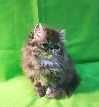 персидские котята, фотография 4