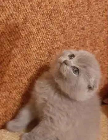 шотландские котята, фотография 4