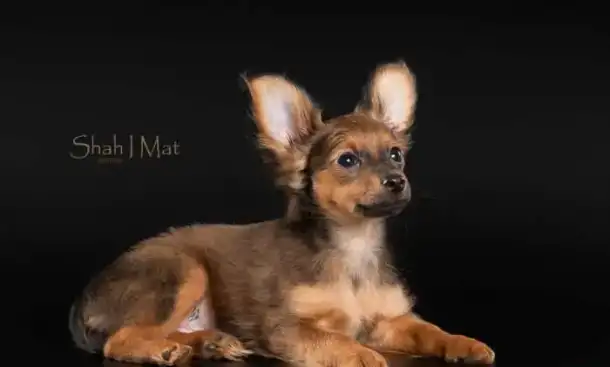 Щенок русского тоя с документами !, фотография 3